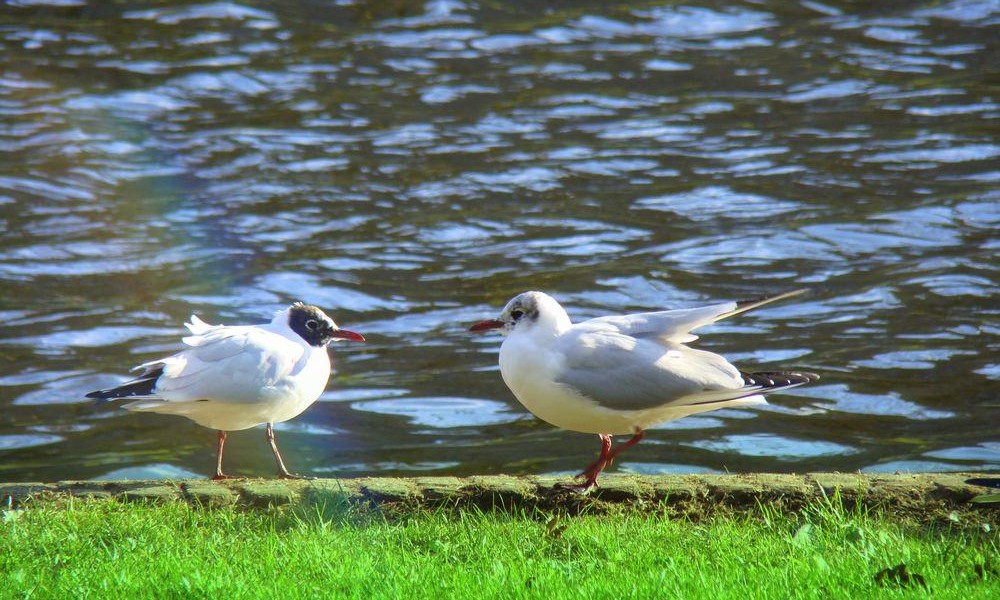 The Bird Pair and the Sea
