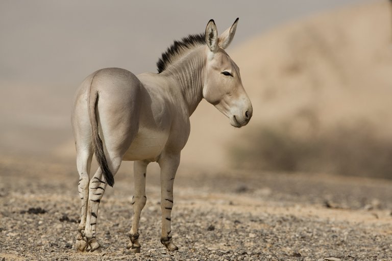 When donkey becomes wrestler by God’s grace