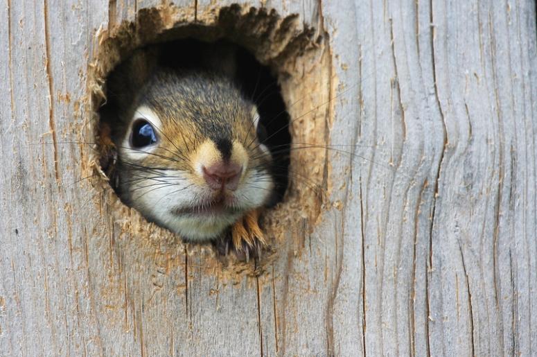 The Little Squirrel