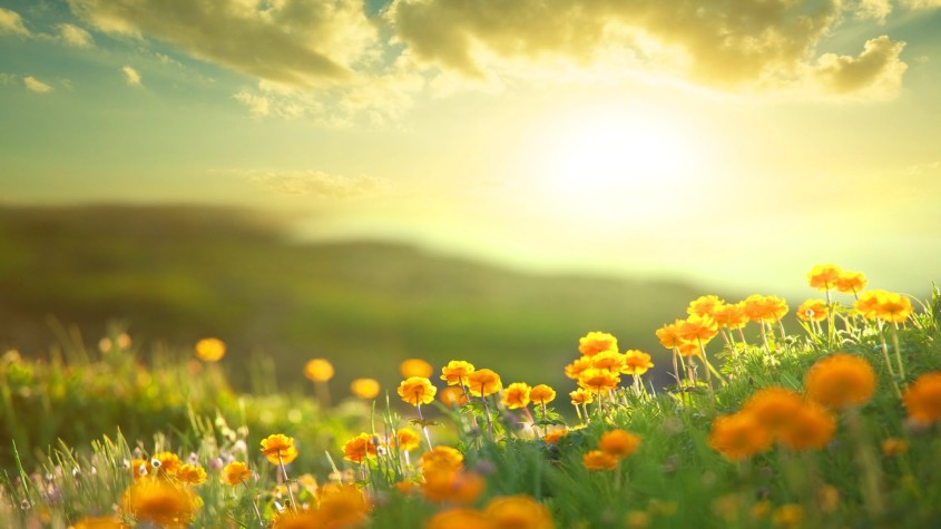 The Morning Glory