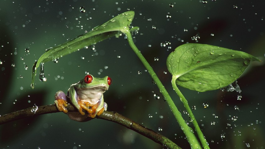 A Little Frog