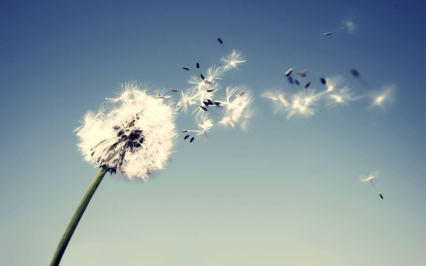 The Wind