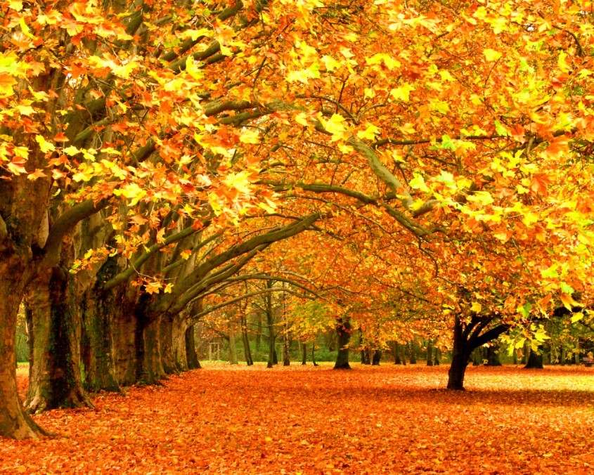 A Golden Autumn
