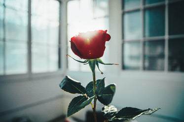 A rose by the window